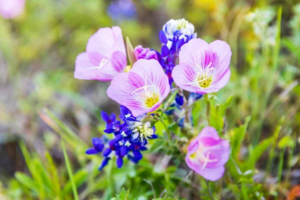 Lampasas, Texas, USA. Pink Evening Primrose and Bluebonnet wildfowers in the Texas hill country.