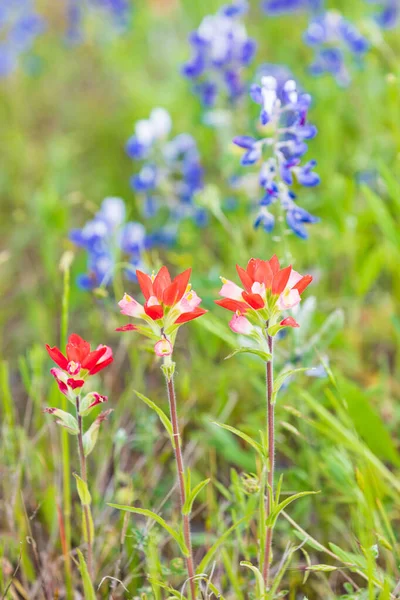 Llano, Texas, USA. Indian Paintbrush and Bluebonnet wildflowers in the Texas hill country.