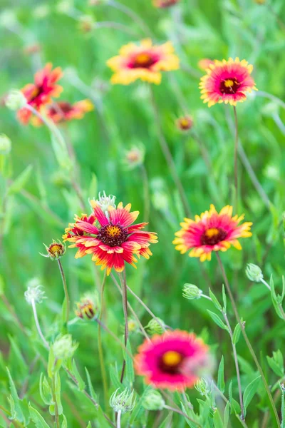 Llano, Texas, USA. Indian Blanket wildflowers in the Texas hill country.