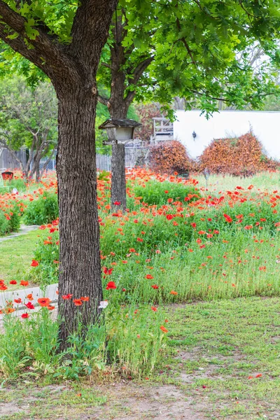 Castroville Texas Verenigde Staten Poppies Een Tuin Texas Heuvel Land — Stockfoto