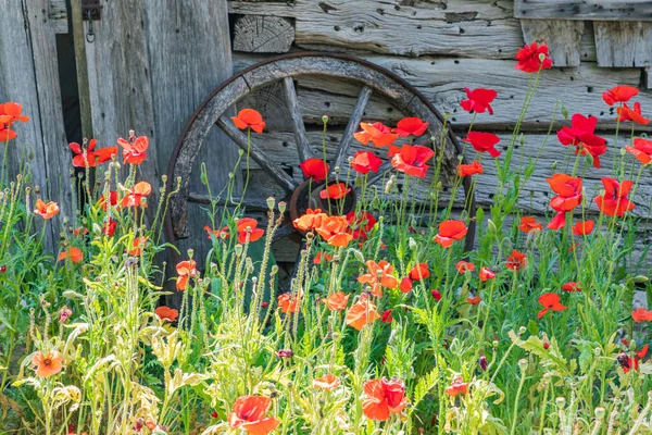 Castroville Texas Eua Poppies Edifícios Históricos Texas Hill Country — Fotografia de Stock