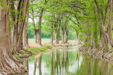 Waring, Texas, USA. Trees along the Guadalupe River in the Texas hill country. clipart
