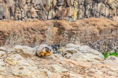 Palouse Falls Eyalet Parkı, Washington, ABD. Palouse Falls Eyalet Parkı 'ndaki bir uçurumda ödlek bir dağ sıçanı..