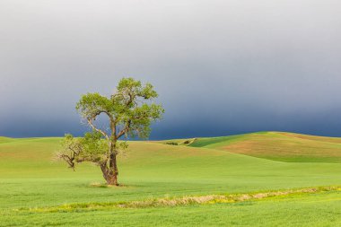 Steptoe, Washington, ABD. Pamuk ağacı buğday tarlasında fırtına bulutlarının altında Palouse tepelerinde.