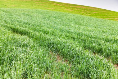 Steptoe, Washington, ABD. Washington 'un solgun tepelerinde buğday yetişiyor..
