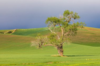 Steptoe, Washington, USA. Cottonwood tree in wheat field under storm clouds in the Palouse hills. clipart