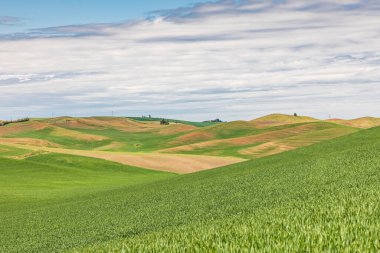 Colfax, Washington, ABD. Palouse tepelerinde buğday tarlaları..