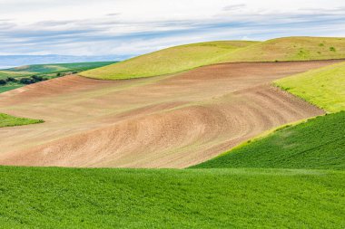 Pullman, Washington, ABD. Palouse tepelerinde buğday tarlaları..