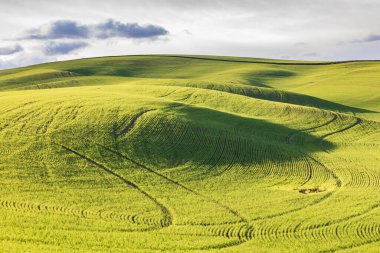 Pullman, Washington, ABD. Palouse tepelerinde buğday tarlaları..
