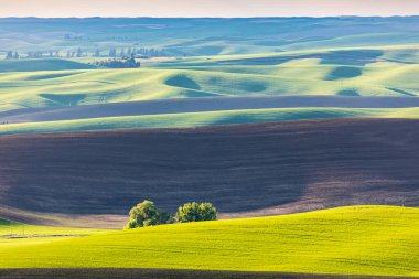 Pullman, Washington, ABD. Palouse tepelerinde buğday tarlaları..