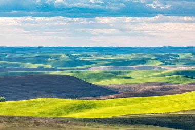 Pullman, Washington, ABD. Palouse tepelerinde buğday tarlaları..