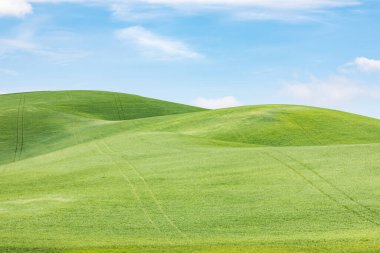 Garfield, Washington, ABD. Palouse tepelerindeki yeşil buğday tarlaları.