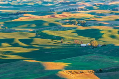 Steptoe Butte State Park, Washington, USA. May 21, 2021. Sunset view of wheat farms in the rolling Palouse hills. clipart
