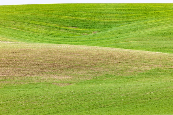 Steptoe Washington Usa Gördülő Búzamezők Palouse Dombokon — Stock Fotó