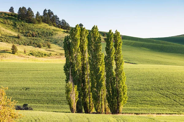 Colfax Washington Eua Lombardia Álamo Árvores Campo Trigo Nas Colinas — Fotografia de Stock