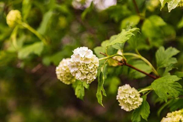 Albion Washington Usa Arbuste Fleurs Dans Les Collines Palouse — Photo