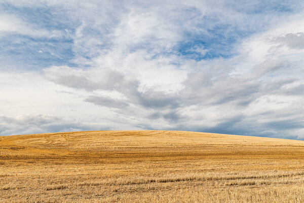 Lacrosse, Washington, USA. Rolling wheat fields in the Palouse hills.