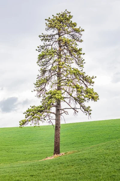 Palouse Washington Pino Ponderosa Campo Trigo Las Colinas Palouse — Foto de Stock