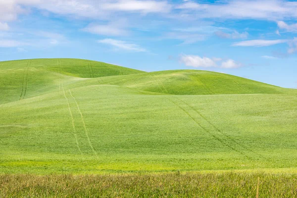 Гарфилд Вашингтон Сша Поля Зеленой Пшеницы Холмах Палузы — стоковое фото