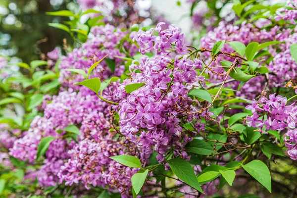 Farmington Washington Usa Blooming Lilac Bush Palouse Hills — Stock Photo, Image
