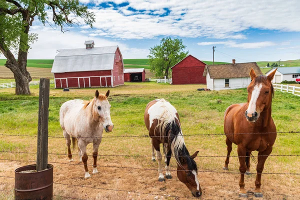 Colfax Washington Eua Maio 2021 Três Cavalos Pasto Uma Fazenda — Fotografia de Stock