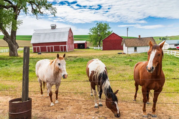 Colfax Washington Mayo 2021 Tres Caballos Pasto Una Granja Palouse —  Fotos de Stock