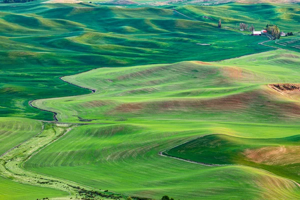 Steptoe Butte State Park Washington Usa Maj 2021 Rullande Vetefält — Stockfoto