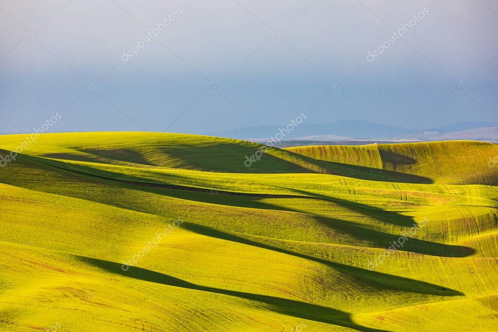 Pullman, Washington, EE.UU. Campos rodantes de trigo en las colinas de