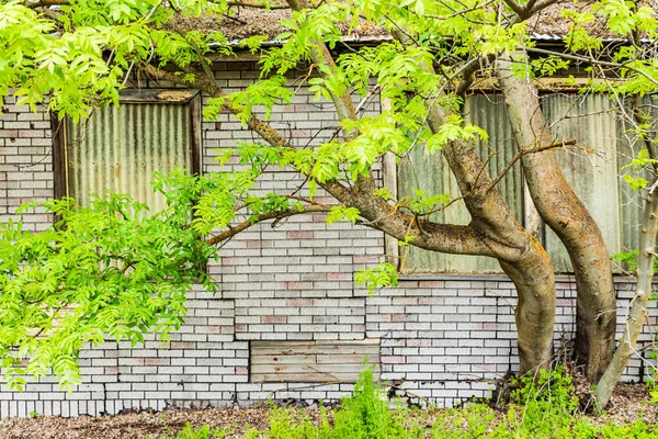 Farmington Waszyngton Usa Maja 2021 Drzewo Przed Opuszczonym Budynkiem Palouse — Zdjęcie stockowe