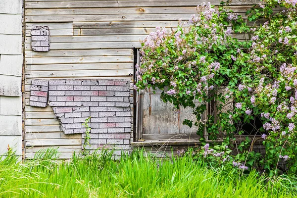 Farmington Waszyngton Usa Maja 2021 Krzew Liliowy Przed Opuszczonym Budynkiem — Zdjęcie stockowe
