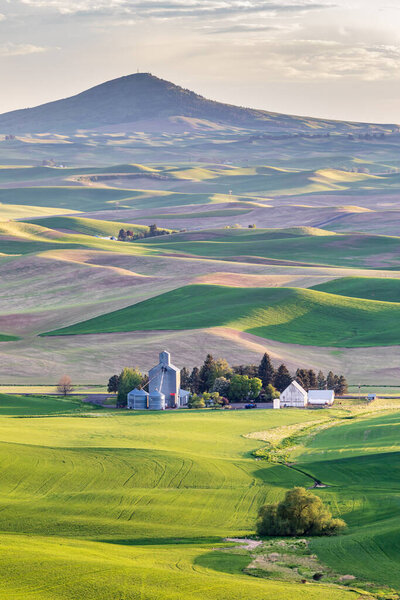 Фармингтон, Вашингтон, США. 24 мая 2021 года. Пшеничные фермы перед Steptoe Butte в Palouse hills.