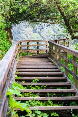 Ecola State Park, Oregon, ABD. Oregon sahilindeki Ecola State Park 'a giden merdiven..