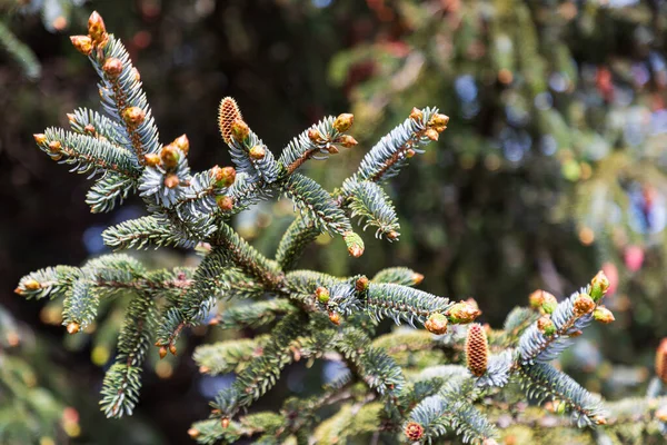 Brookings Oregon Usa Nålar Och Kottar Ett Barrträd — Stockfoto