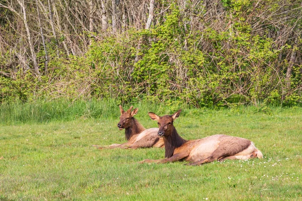 Ecola State Park Oregon Roosevelt Elk Parque Estatal Ecola Costa —  Fotos de Stock