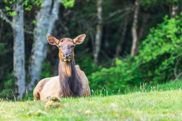 Ecola State Park Oregon Usa Roosevelt Elk Ecola State Park — Stockfoto