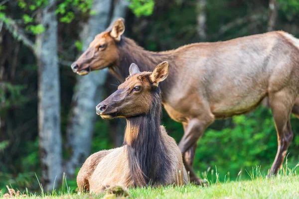 Ecola State Park Oregon Eua Roosevelt Elk Ecola State Park — Fotografia de Stock