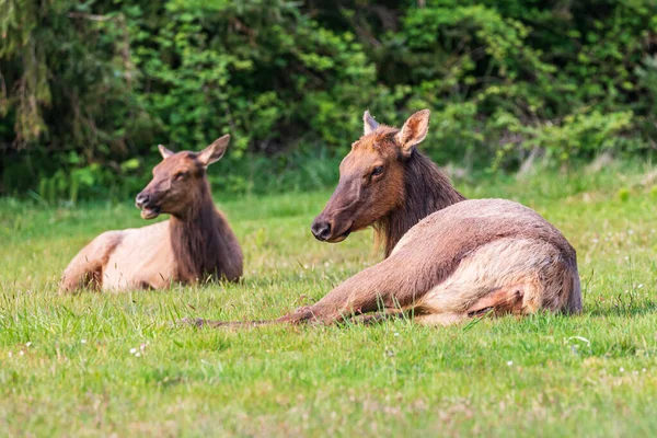 Ecola State Park Oregon Eua Roosevelt Elk Ecola State Park — Fotografia de Stock