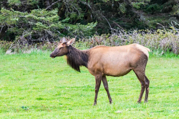 Ecola State Park Oregon Roosevelt Elk Parque Estatal Ecola Costa —  Fotos de Stock