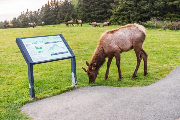 Ecola State Park Oregon Eua Maio 2021 Roosevelt Elk Ecola — Fotografia de Stock