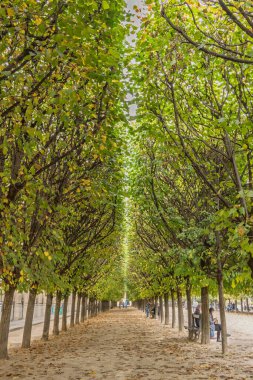 Fransa, Paris. Jardins de Palais Royal 'de ağaçlarla kaplı yürüyüş.