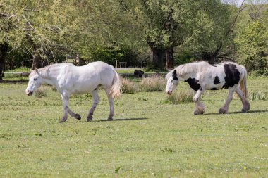 Llangorse, Galler, Birleşik Krallık. Bir Gypsy Vanner, ya da İrlanda Cob draft atı.