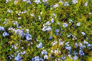 Kuzey Amerika, Meksika, Nayarit, Bahia de Banderas, Nuevo Vallarta. Lavanta renkli çiçekli bir boru..
