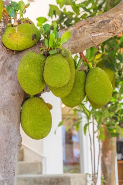 Kuzey Amerika, Meksika, Nayarit, Bahia de Banderas, Nuevo Vallarta. Yaka meyvesi, Jack meyvesi.