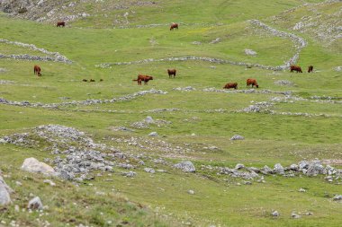 Lukomir, Konjiç, Bosna-Hersek. Bosna-Hersek dağlarında bir çayırda inekler var.