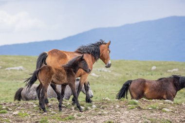 Livno, Canton 10, Bosna-Hersek. Livno yakınlarındaki Cincar Dağı 'nda vahşi atlar..