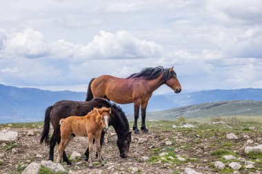Livno, Canton 10, Bosna-Hersek. Livno yakınlarındaki Cincar Dağı 'nda vahşi atlar..
