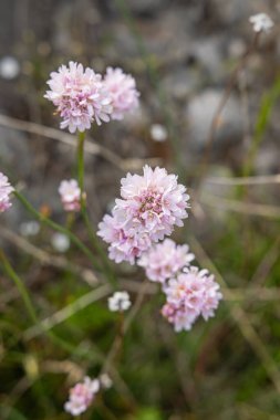 Podvelez, Hersek-Neretva, Bosna-Hersek. Mostar yakınlarındaki Fortica tepesinde kır çiçekleri.