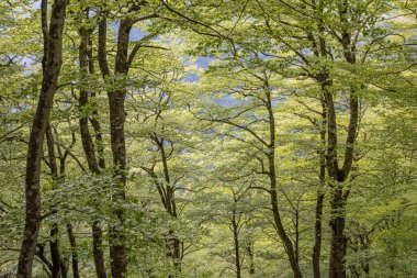 Tjentiste, Foca, Bosna-Hersek. Sutjeska Ulusal Parkı 'ndaki Perucica Orman Rezervindeki Ağaçlar.