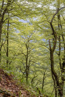 Tjentiste, Foca, Bosna-Hersek. Sutjeska Ulusal Parkı 'ndaki Perucica Orman Rezervindeki Ağaçlar.