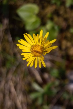 Tjentiste, Foca, Bosna-Hersek. Sutjeska Ulusal Parkı 'ndaki Perucica Orman Rezervi' nde kır çiçekleri.